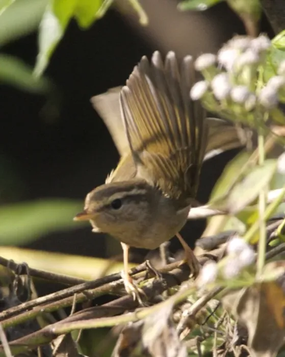File:Radde's Warbler (Phylloscopus schwarzi) - Flickr - Lip Kee.jpg