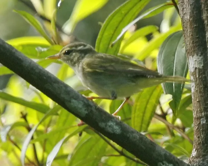 File:Arctic Warbler (Phylloscopus borealis) - Flickr - Lip Kee.jpg