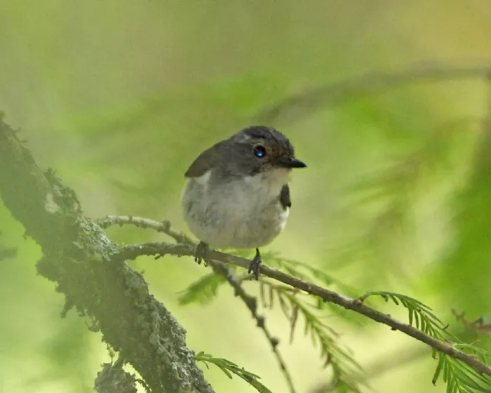 File:Snowy-browed Flycatcher (Ficedula hyperythra) female - Flickr - Lip Kee.jpg