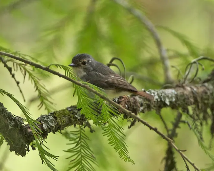 File:Snowy-browed Flycatcher (Ficedula hyperythra) female - Flickr - Lip Kee (1).jpg