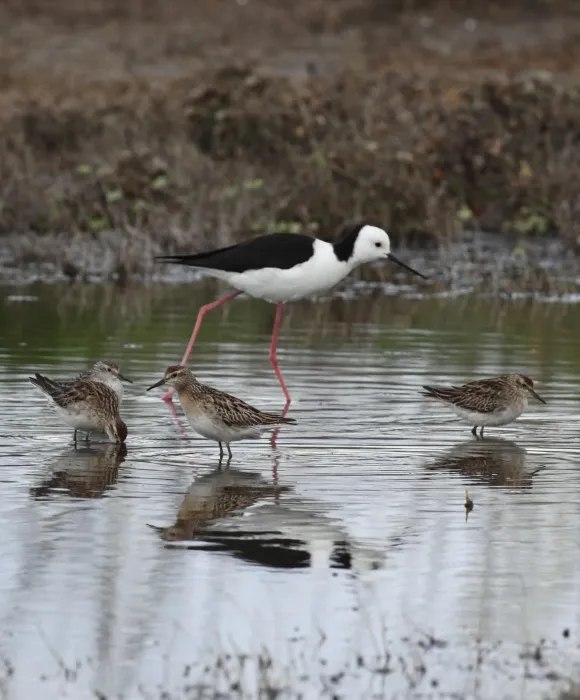 File:Himantopus leucocephalus and Calidris - Christopher Watson.jpg