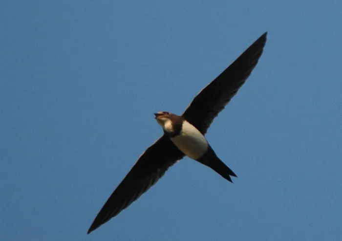 File:Tachymarptis melba in flight.jpg
