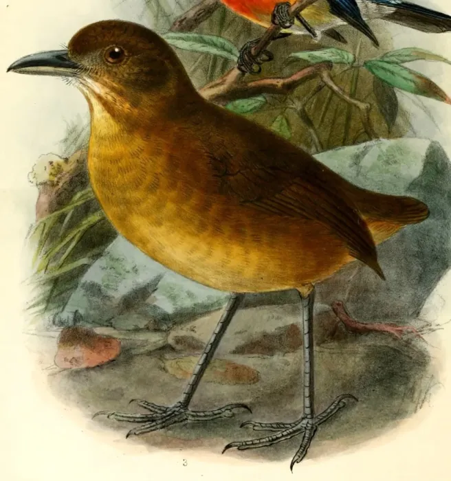 File:Grallaria haplonota parambae 1901.jpg