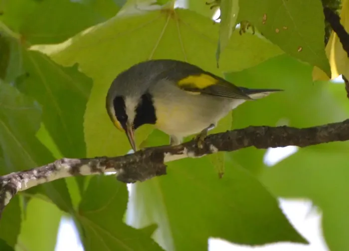 File:Vermivora chrysoptera St Louis Missouri 1.jpg