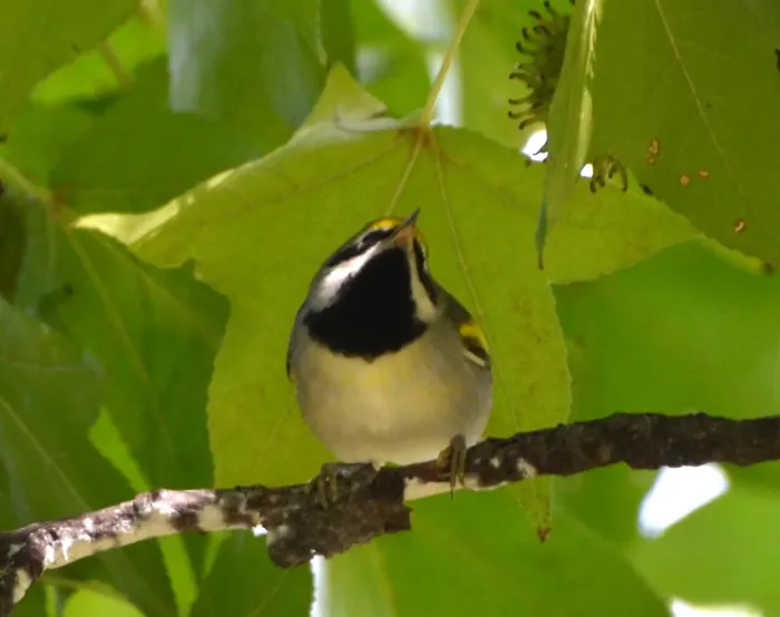 File:Vermivora chrysoptera St Louis Missouri 4.jpg