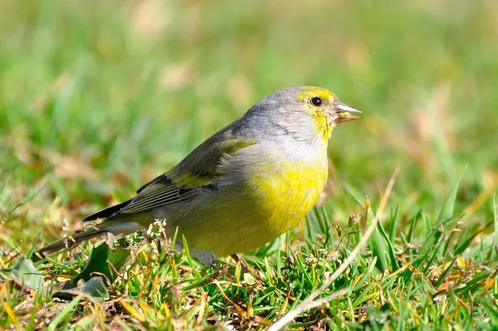 File:Carduelis citrinella -Plateau de Beille, Ariege, Midi-Pyrenee, France-8 (3).jpg