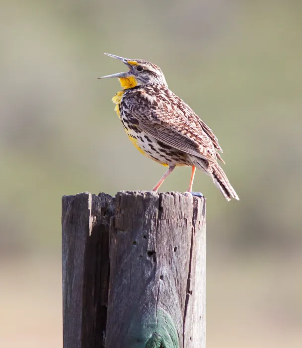 File:Western Meadowlark (Sturnella neglecta) (7080498319).jpg