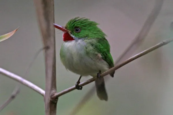 File:Todus todus -near Marshall's Pen Great House, Manchester Parish, Middlesex, Jamaica-8.jpg
