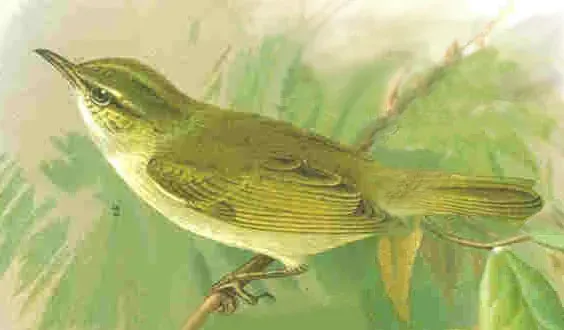 File:Phylloscopus coronatus.jpg