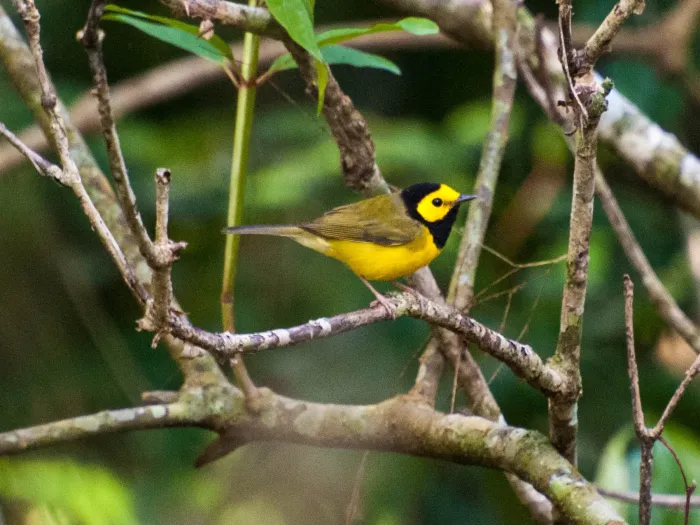 File:Setophaga citrina Nanciyaga Veracruz.jpg