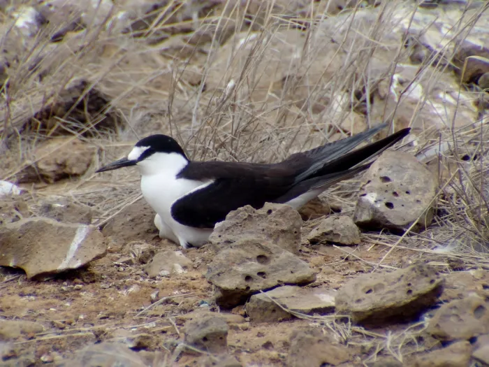 File:Onychoprion fuscatus Ascension Island 7.jpg
