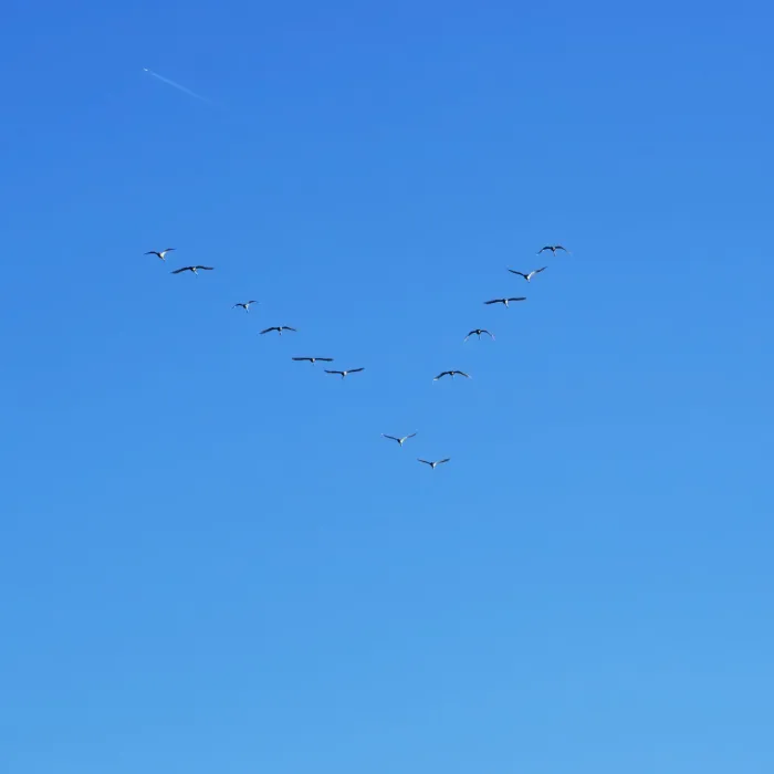 File:Anser fabalis V formation.jpg