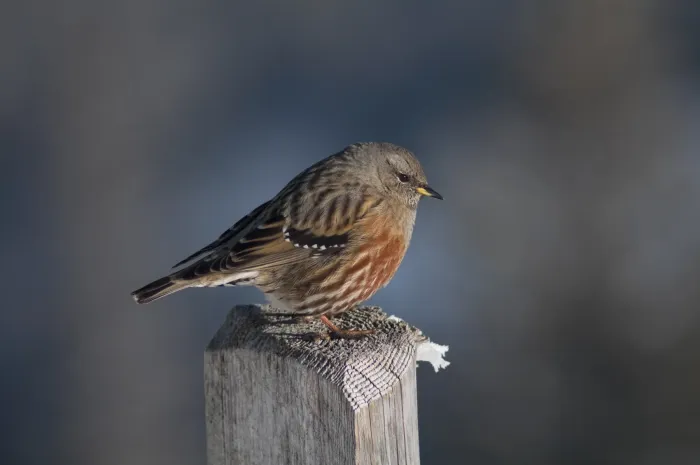 File:Alpenbraunelle (Prunella collaris).jpg