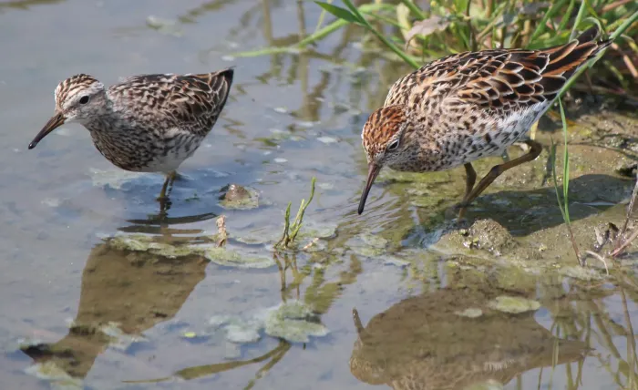File:Calidris subminuta and Calidris acuminata.JPG