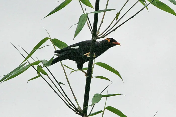 File:Gracula religiosa Deothang Bhutan 1.jpg