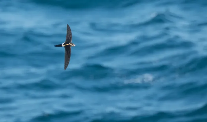 File:Apus pacificus -Japan -flying-8 (1).jpg