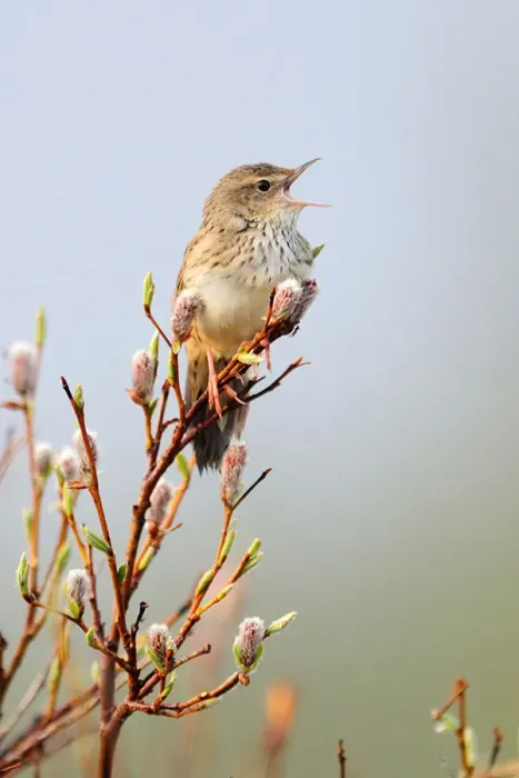 File:Locustella lanceolata photo.jpg