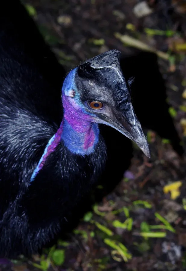 File:Casuarius bennetti Drwarf Cassowary Papua New Guinea by Nick Hobgood.jpg