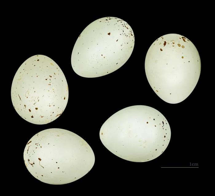 File:Bucanetes githagineus amantum 224 Fuerteventura.jpg