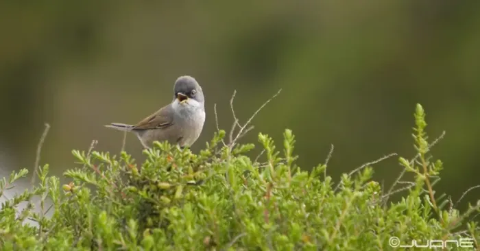 File:Curruca tomillera Sylvia conspicillata orbitalis, Ssp. (4375392476).jpg