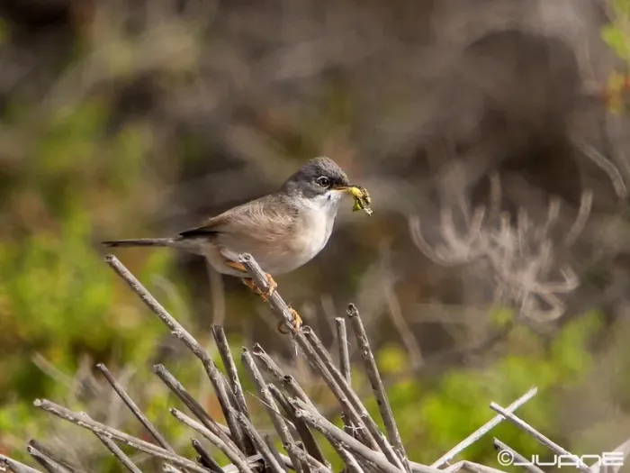 File:Curruca tomillera Sylvia conspicillata orbitalis, Ssp. (4334703519).jpg