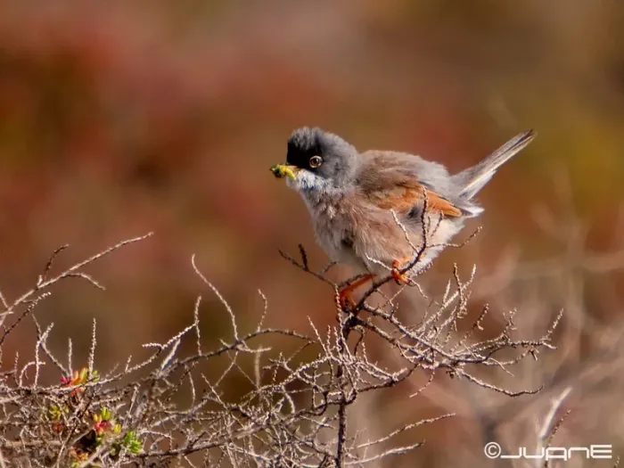 File:Curruca tomillera Sylvia conspicillata orbitalis, Ssp. (4334702745).jpg