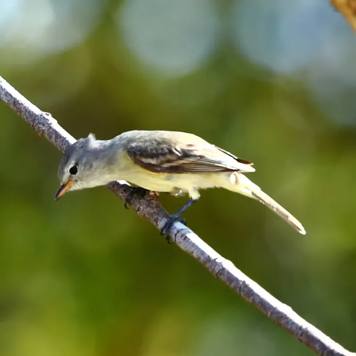 File:Camptostoma obsoletum Southern Beardless-Tyrannulet.JPG