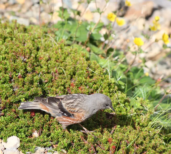 File:Prunella collaris erythropygia and Empetrum nigrum subsp. asiaticum.jpg