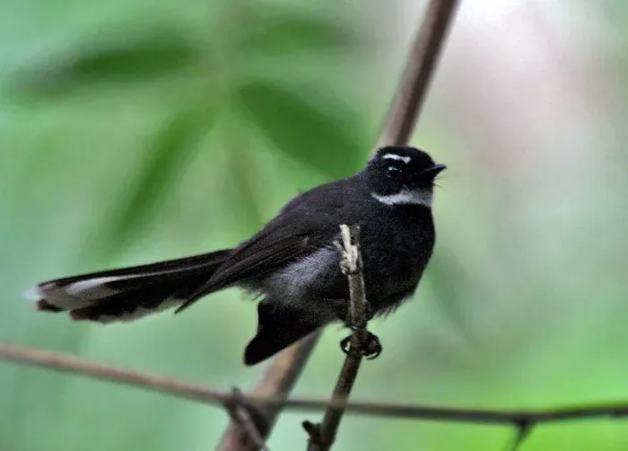 File:White-throated Fantail (Rhipidura albicollis) at Narendrapur I IMG 7624.jpg