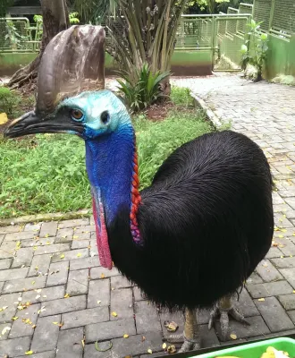 File:Double-wattled Cassowary, Kasuari (Casuarius casuarius).jpg