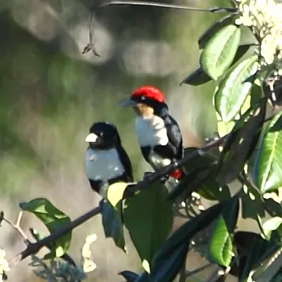 File:Capito dayi - Black-girdled Barbet (couple).JPG