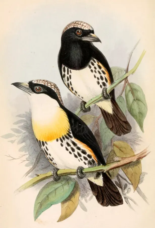 File:Capito maculicoronatus maculicoronatus 1862.jpg