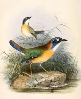 File:Atelornis pittoides 1862.jpg