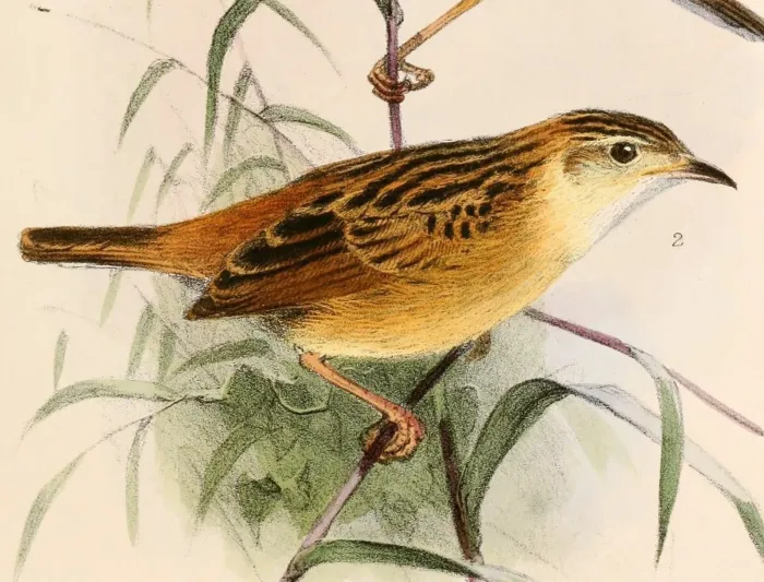 File:Cisticola ayresii ayresii 1863.jpg
