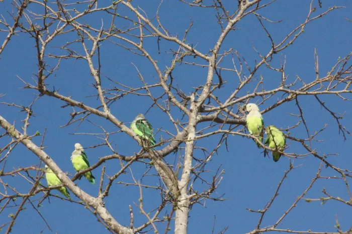 File:Grey-headed lovebirds (Agapornis canus) Anjajavy.jpg