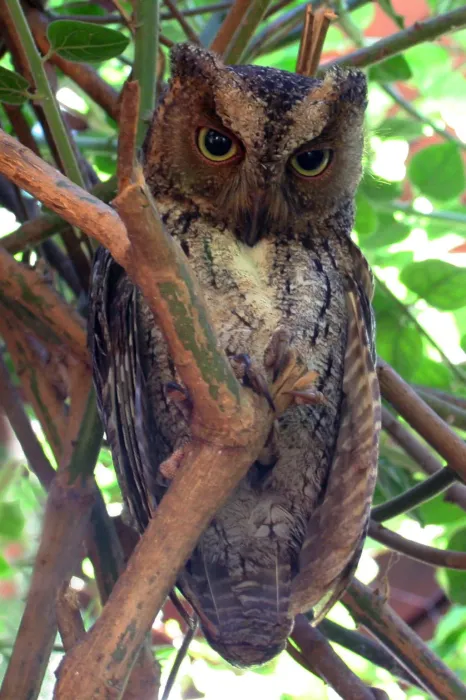 File:Madagascar torotoroka scops owl otus madagascariensis.jpg