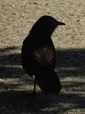 File:Dasyornis broadbenti caryochrous-2.JPG