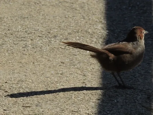 File:Dasyornis broadbenti caryochrous-1.JPG