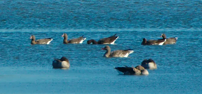 File:Anser erythropus, Hjälstaviken.jpg