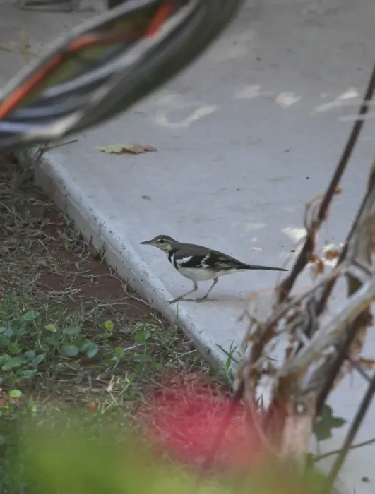 File:Dendronanthus indicus 14 - Christopher Watson.jpg