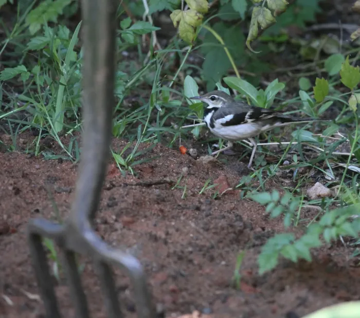 File:Dendronanthus indicus 16 - Christopher Watson.jpg