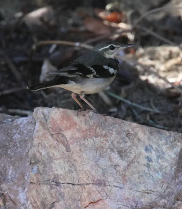 File:Dendronanthus indicus 18 - Christopher Watson.jpg