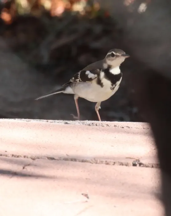 File:Dendronanthus indicus 8 - Christopher Watson.jpg