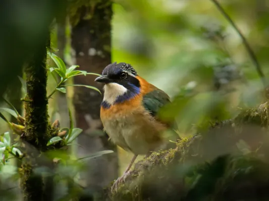 File:Atelornis pittoides, Ranomafana NP, Madagascar 1.jpg