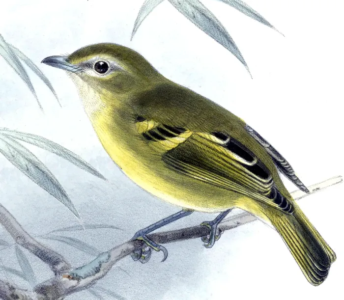 File:Biologia Centrali-Americana Vireo carmioli.jpg