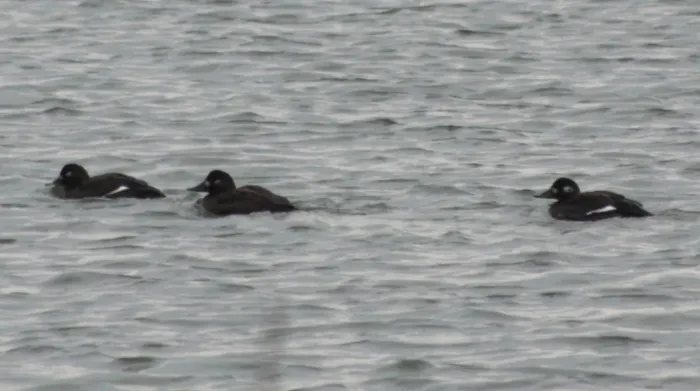 File:Melanitta fusca Sébastien Bertru 1.jpg