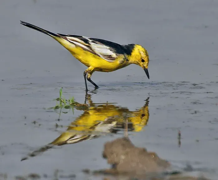 File:Citrine Wagtail (Motacilla citreola)- Breeding Male of calcarata race at Bharatpur I IMG 5752.jpg
