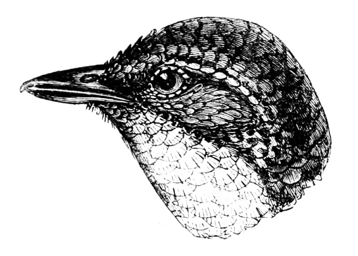 File:Liosceles thoracicus 1874.jpg