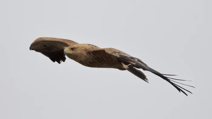 File:Aquila adalberti 2014-02-08 2.jpg