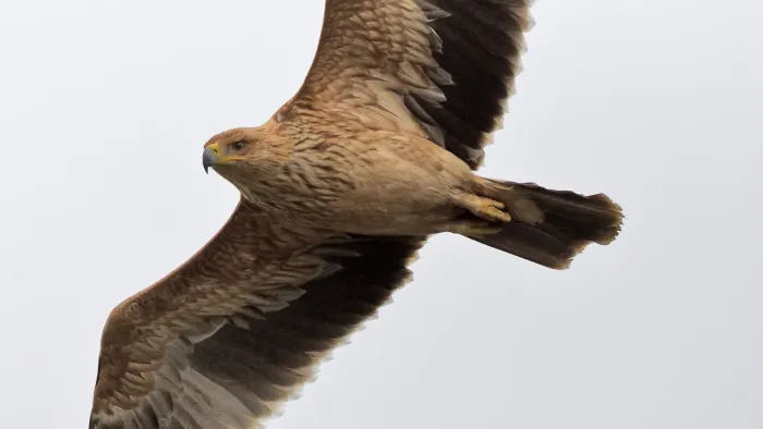 File:Aquila adalberti 2014-02-08 1.jpg